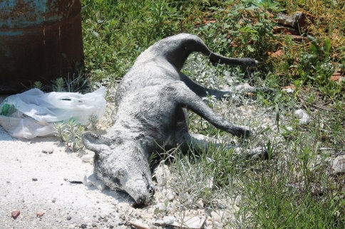 İki Gündür Alınmayan Köpek Ölüsü Kokmaya Başladı